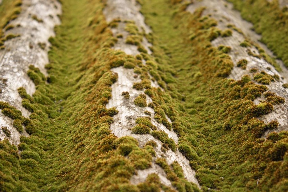What Impact Does Moss Have On Your Roof?